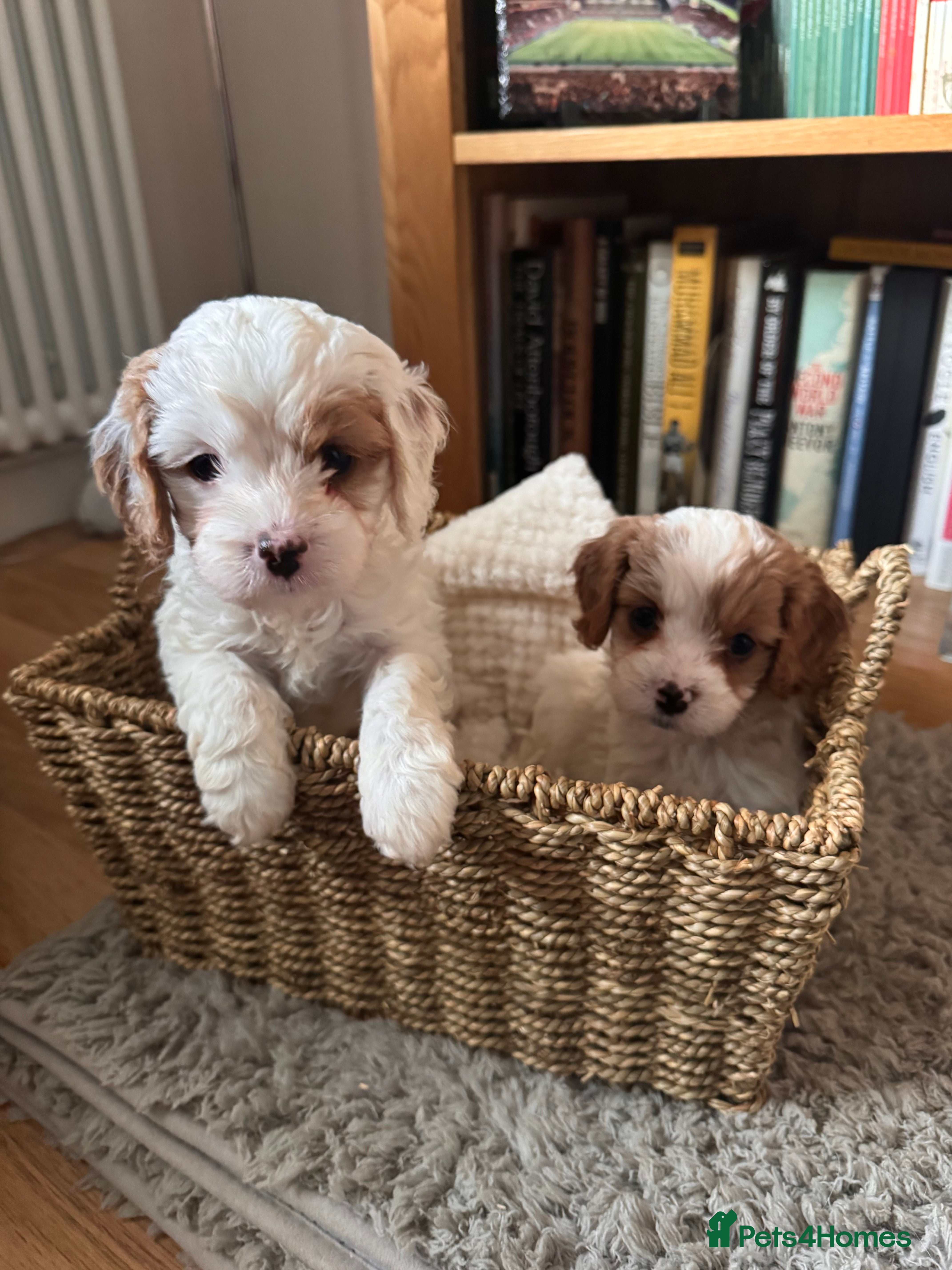 Cavapoo dogs Stunning F1 Toy Cavapoo puppies  - Advert 2
