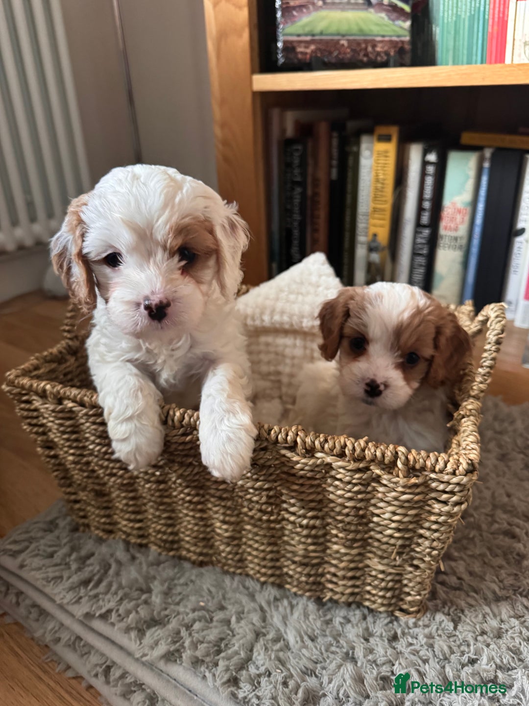 Cavapoo dogs for sale: Stunning F1 Toy Cavapoo puppies  - Advert 3