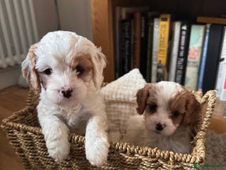 Cavapoo dogs Stunning F1 Toy Cavapoo puppies - Advert 12