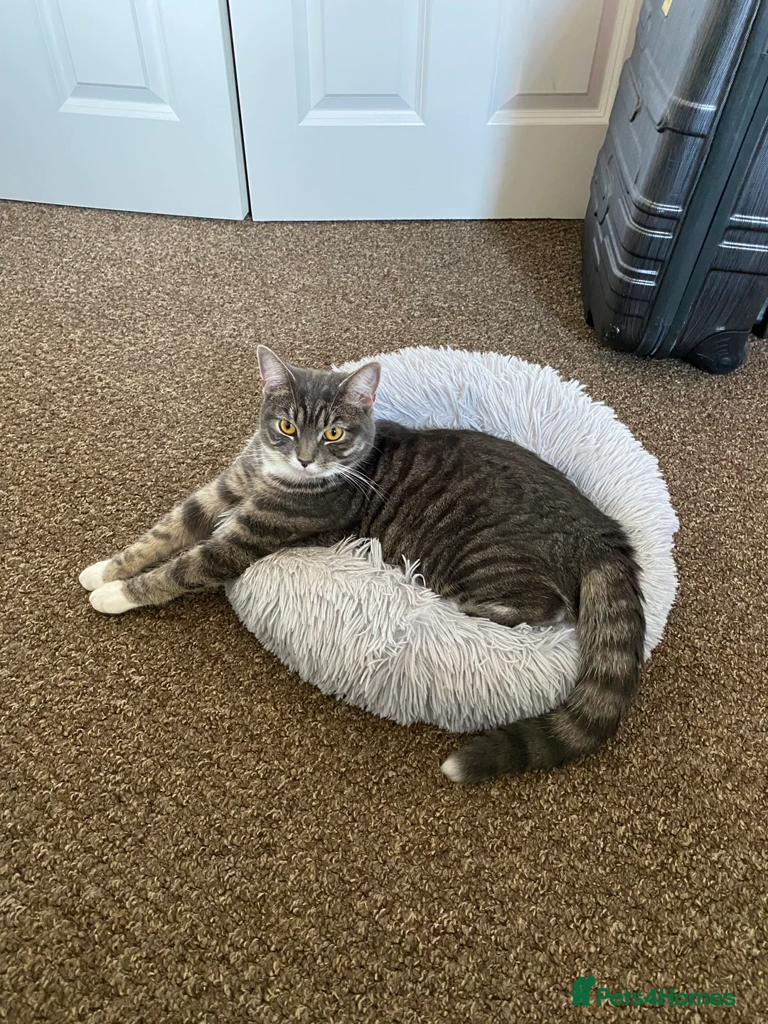 Mixed Breed cats for sale: Beautiful Cat Looking for a Loving Home 🐾 - Advert 2