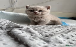 British Shorthair cats for sale: 2 female British blue shorthair  - Image 5