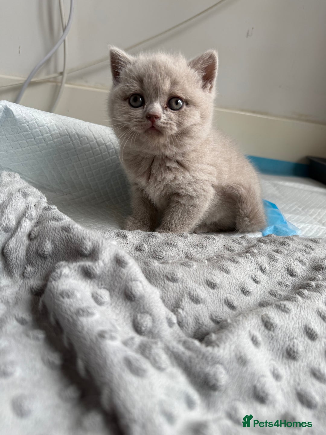 British Shorthair cats for sale: 2 female British blue shorthair  - Image 5