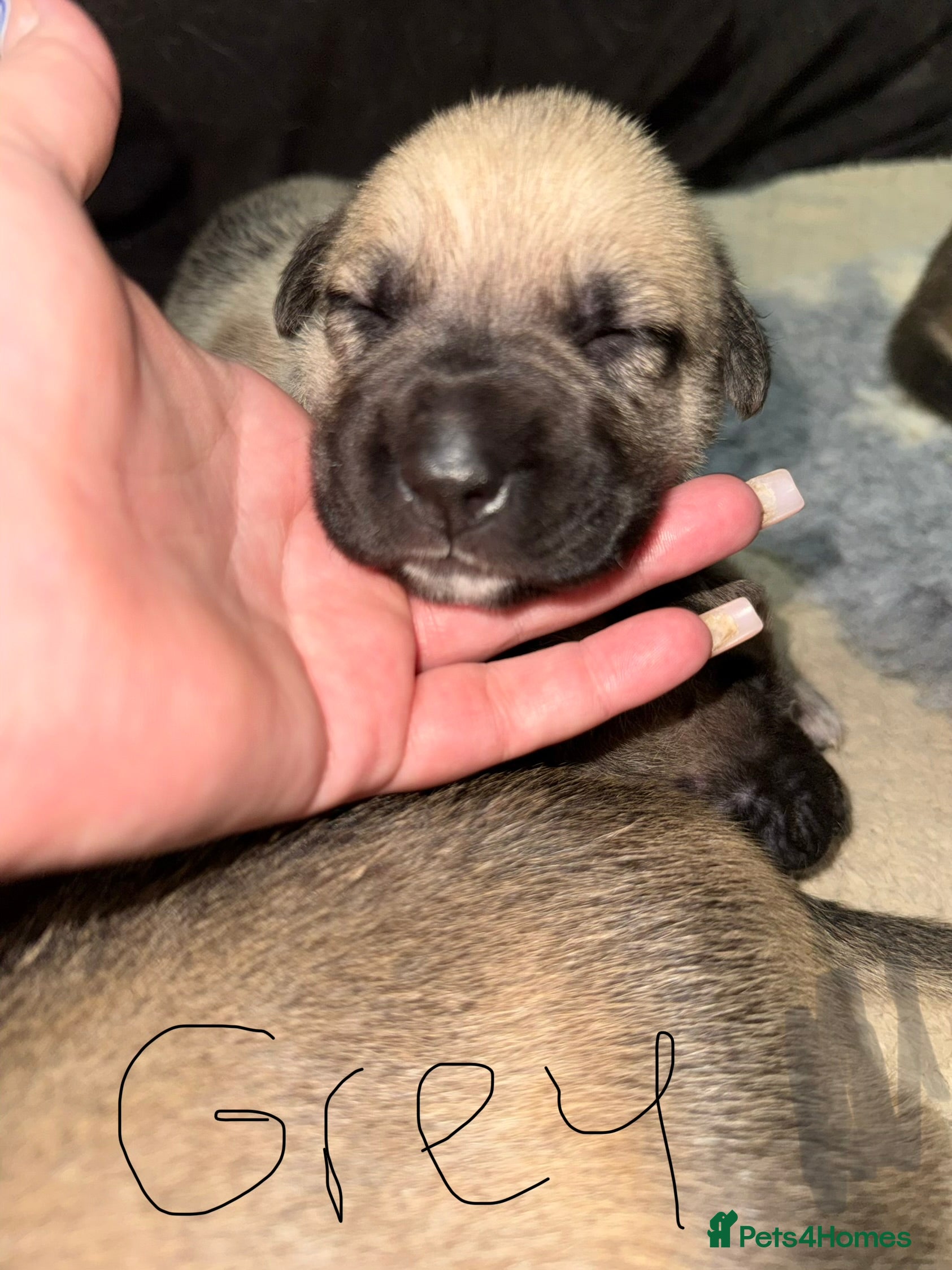 Mixed Breed dogs German shepherd x American bully puppy’s  - Advert 2