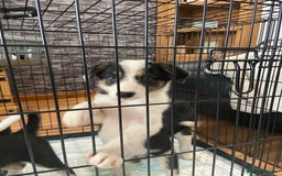 Border Collie dogs for sale: Border collies Dundee  - Image 32