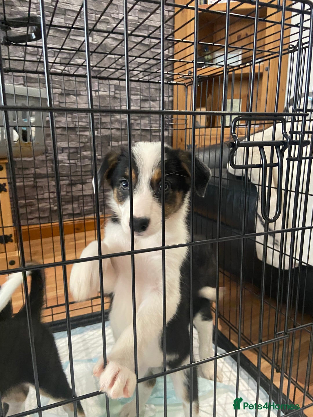 Border Collie dogs for sale: Border collies Dundee  - Image 32