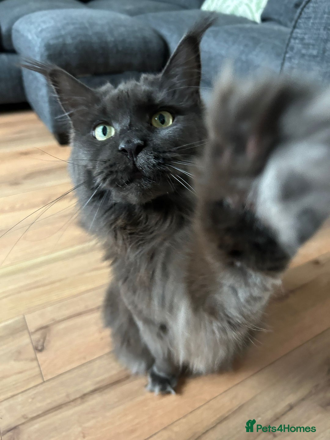 Maine Coon cats for sale: Rehoming  - Advert 4