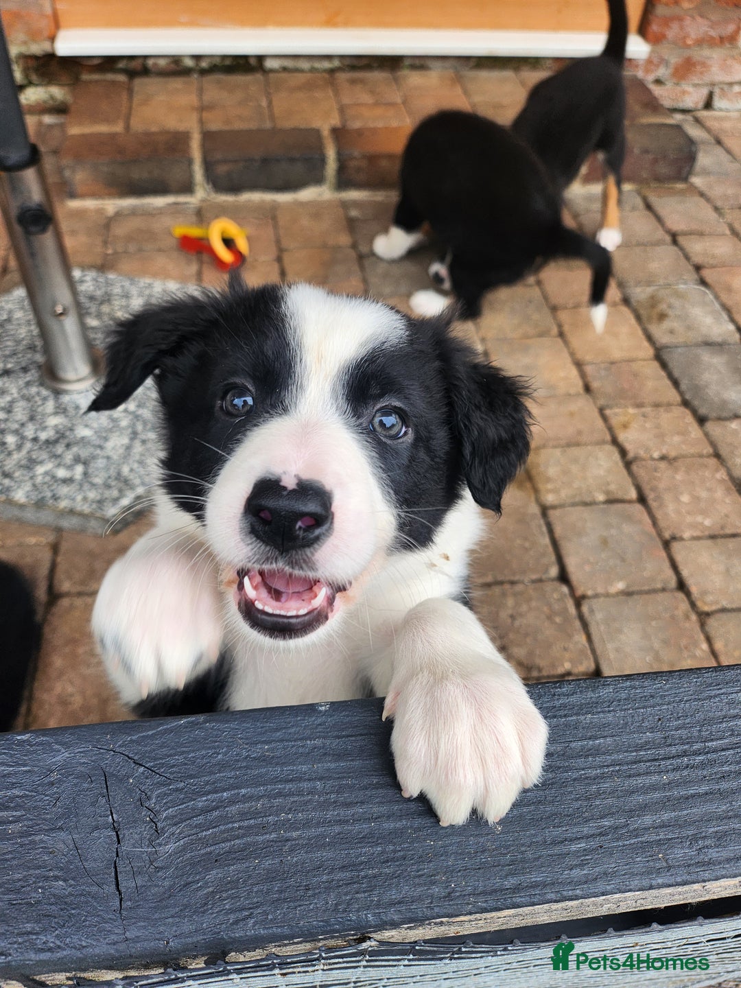 Mixed Breed dogs for sale: Border Collie x Welsh Collie - Image 8