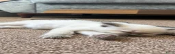 Ragdoll cats for sale: 6x blue eyes ragdoll kittens in Bournemouth - Advert 5