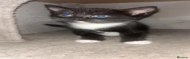 Domestic Shorthair 1