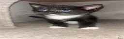 Domestic Shorthair cats for sale: Kittens for sale  - Advert 6