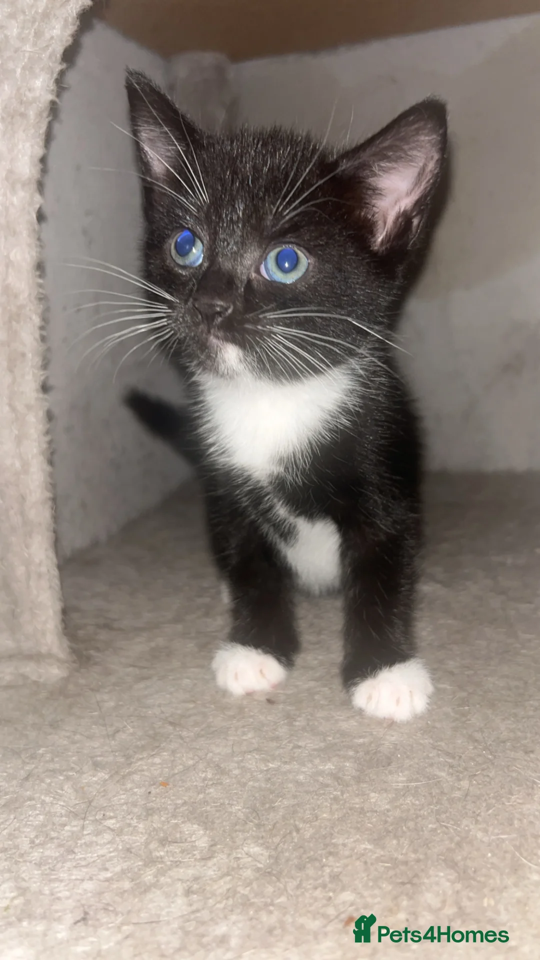 Domestic Shorthair cats for sale: Kittens for sale  - Advert 6