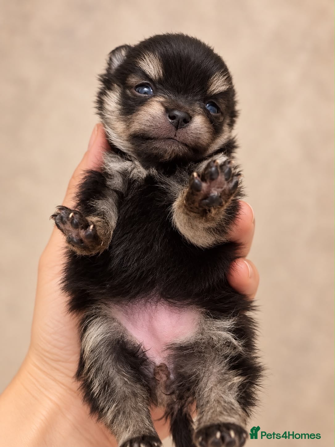 Pomeranian dogs Teddy bear Pomeranian puppies available - Advert 1
