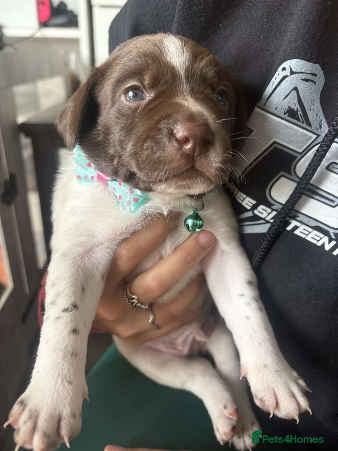 Mixed Breed dogs for sale: Adorable Lab/Spaniel/Collie Mix Puppies for Sale - Image 14
