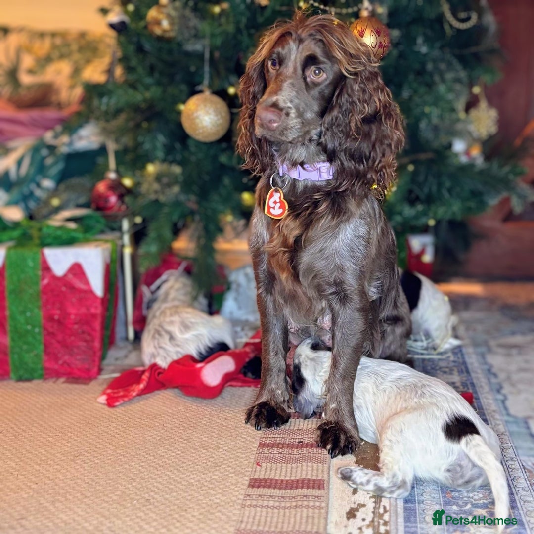 Cocker Spaniel dogs for sale: Working cocker spaniel puppy  - Advert 6