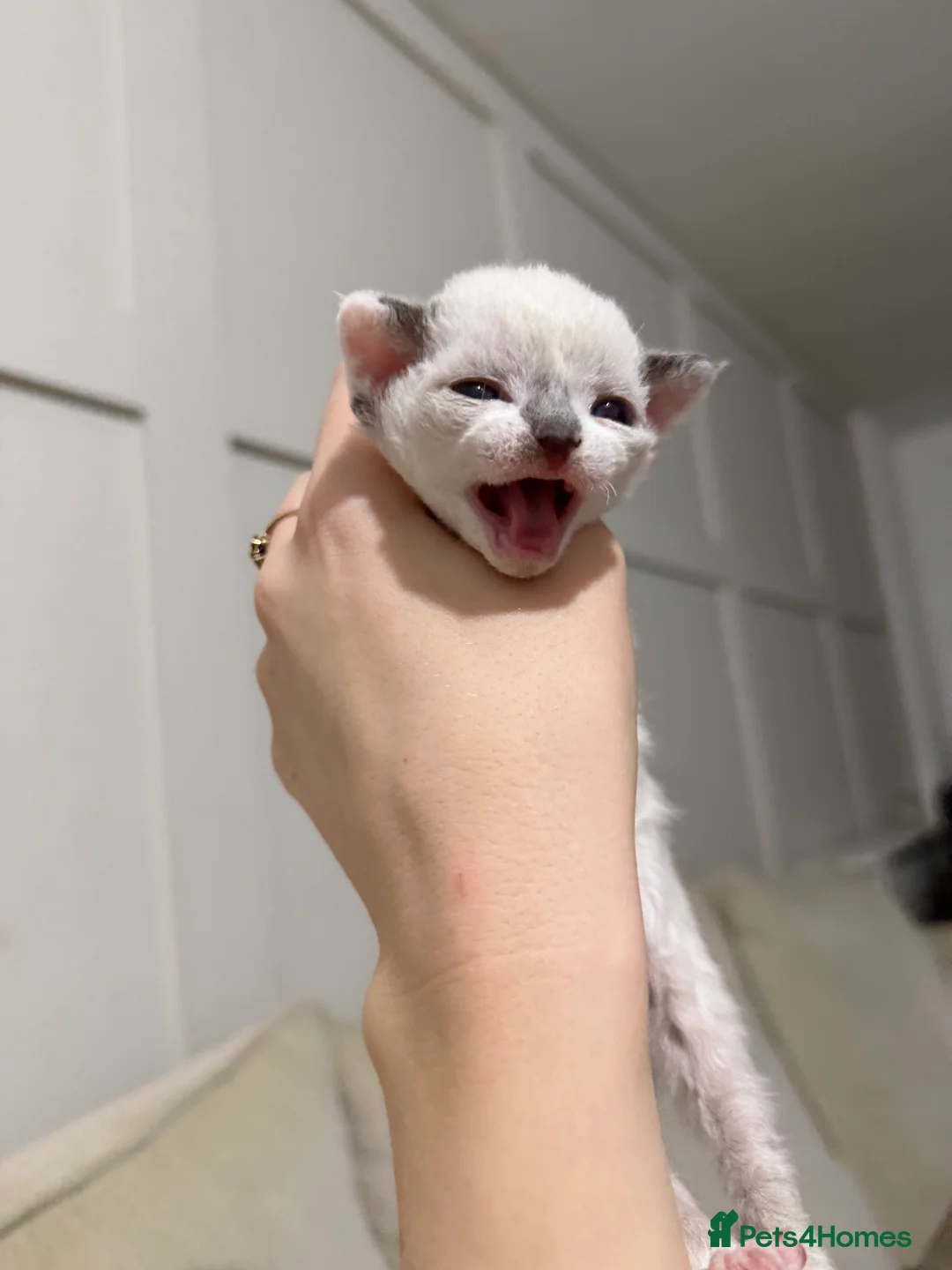 Devon Rex cats for sale: TICA Active kittens lower price for pet homes - Advert 2