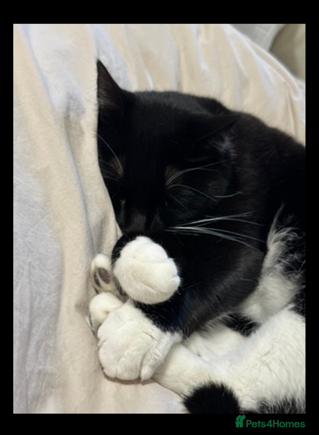 Mixed Breed cats for sale: Lovely 3 year old house cat (not a kitten!) - Advert 2