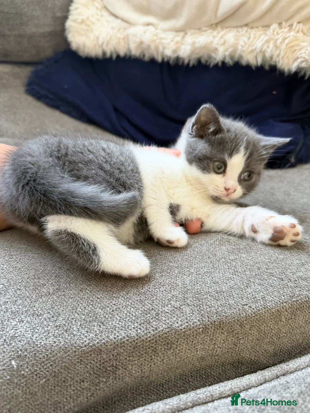 British Shorthair cats for sale: British Shorthair Kittens Looking for Their Homes - Advert 12