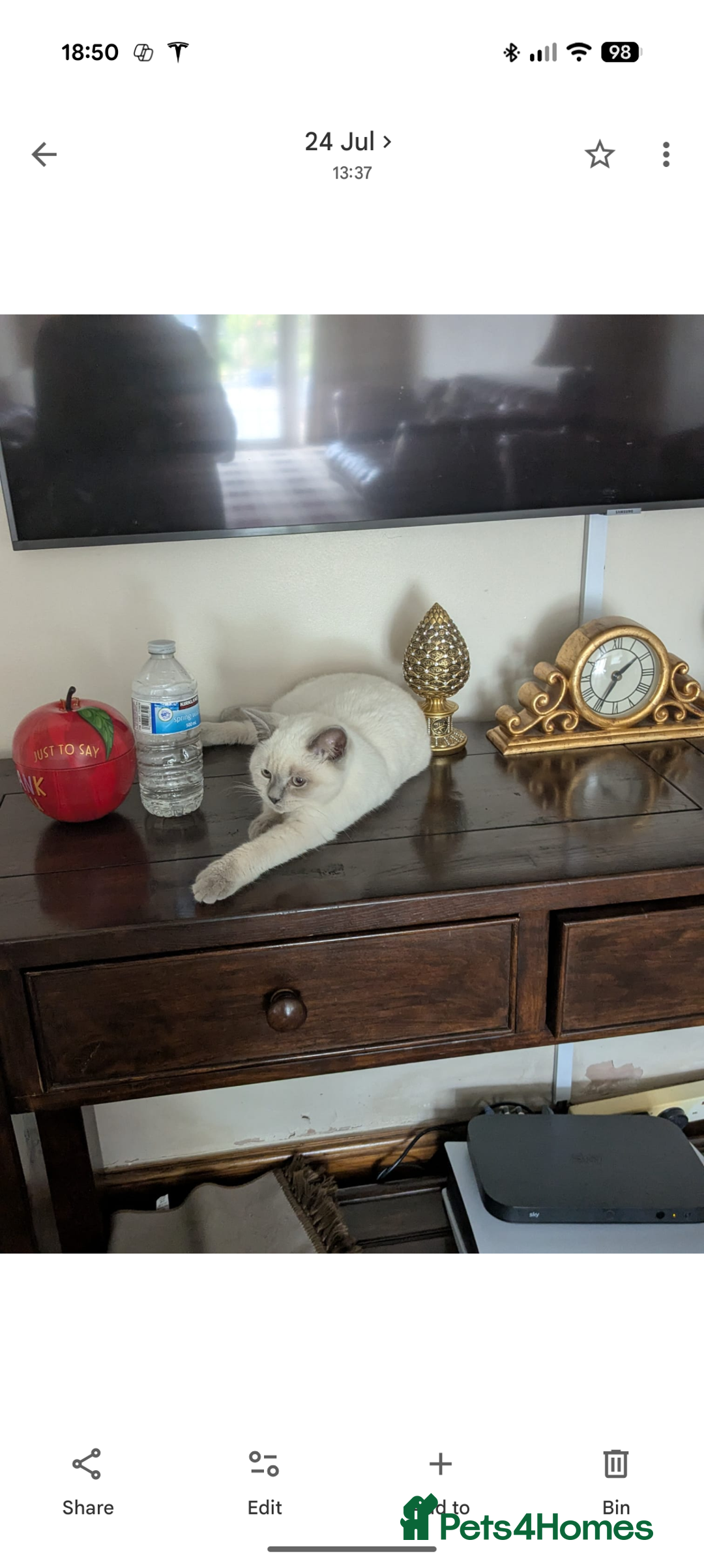 British Shorthair cats for sale: Male British shorthair white 10 months - Advert 9