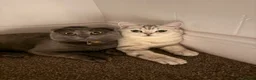 Scottish Fold cats for sale: Stunning Scottish Folds for sale in Sittingbourne - Advert 15