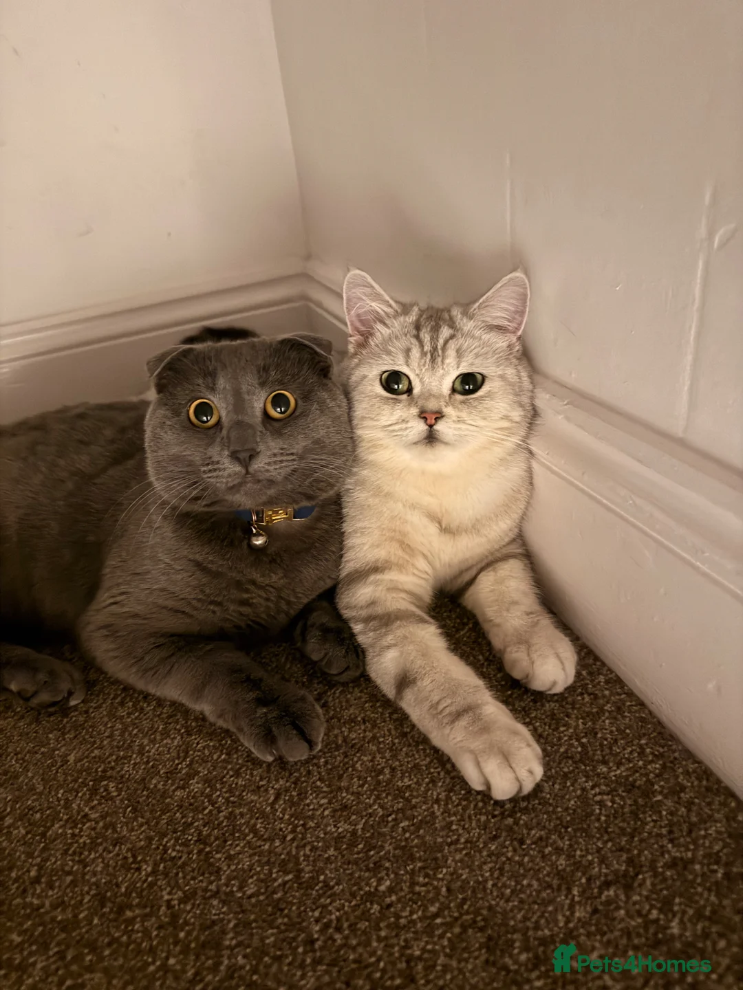Scottish Fold cats for sale: Stunning Scottish Folds for sale in Sittingbourne - Advert 15