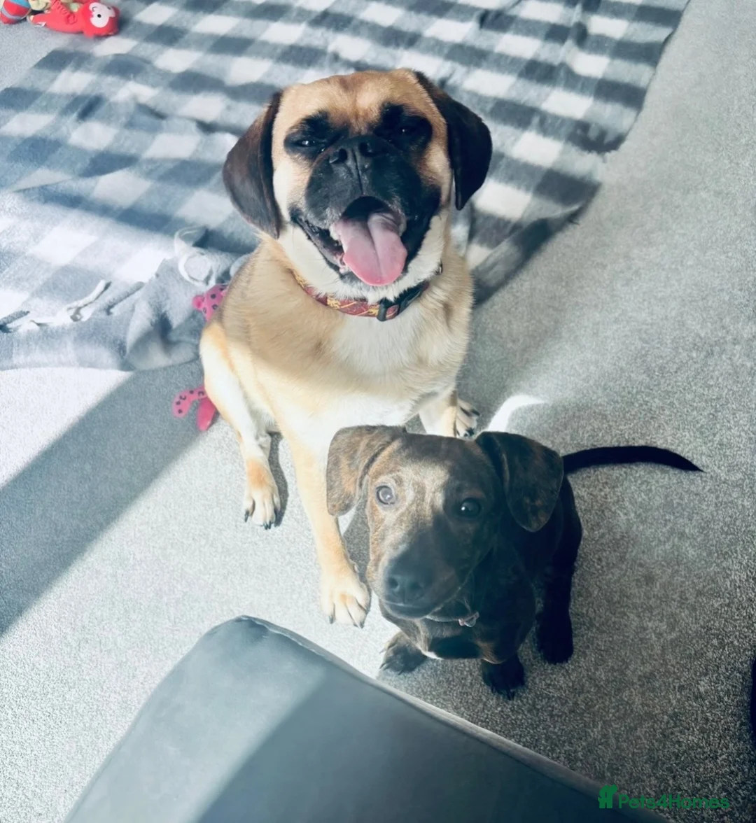 Mixed Breed dogs for sale: Dachshund X Staffy for sale  - Advert 2
