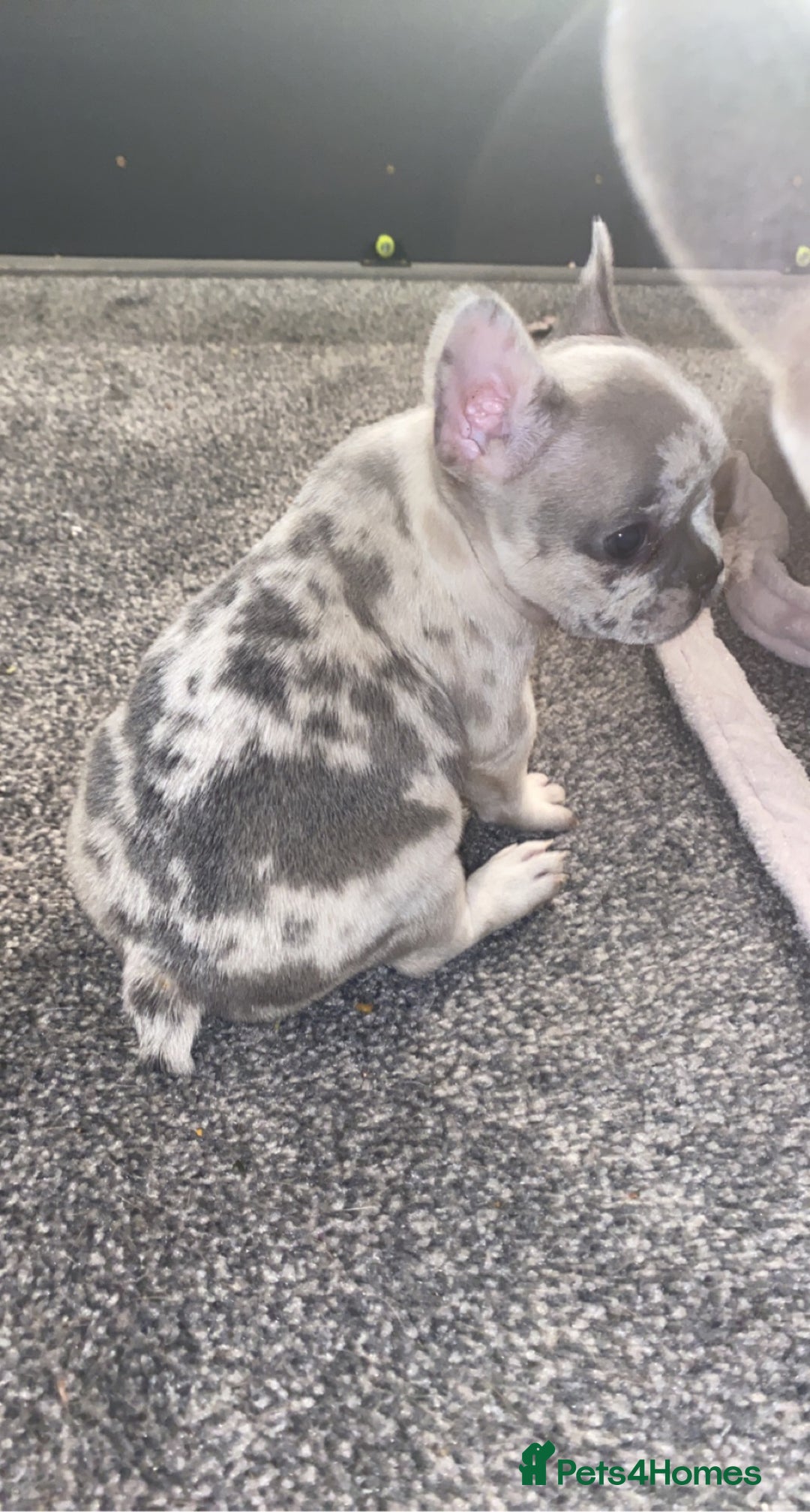French Bulldog dogs for stud: 💎Blue & Tan 🤎 Merle French bulldog stud 🧬🔥 in Manchester - Image 16