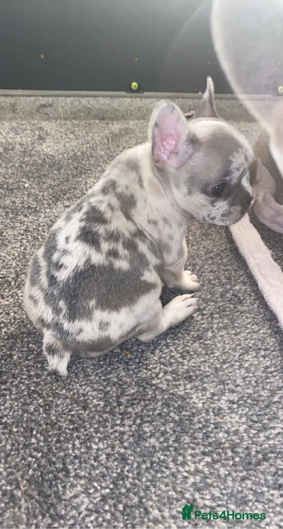 French Bulldog dogs for stud: 💎Blue & Tan 🤎 Merle French bulldog stud 🧬🔥 in Manchester - Advert 16