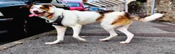 Border Collie dogs for sale: Handsome rex - Advert 5