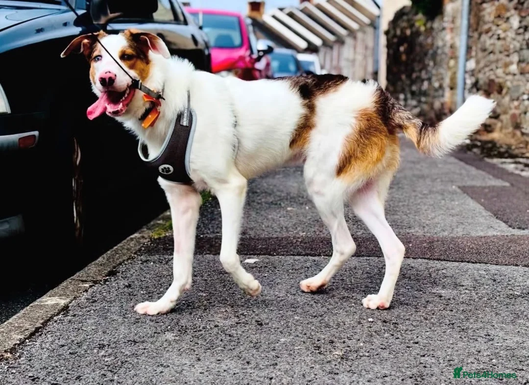 Border Collie dogs for sale: Handsome rex - Advert 5