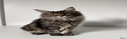 Maine Coon cats for sale: XL Russian Cubs 💙 - Advert 5