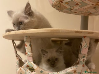 Ragdoll cats TICA ragdolls cherubim mink sepia solid tabby - Advert 4