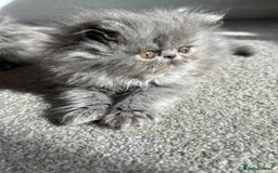 Persian cats for sale: Grand Champion Bloodlines Persians, Active - Image 6