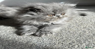 Persian cats - Advert 10