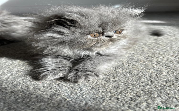 Persian cats - Advert 4