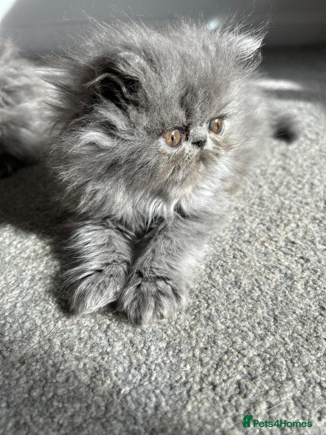 Persian cats for sale: Grand Champion Bloodlines Persians, Active - Image 6