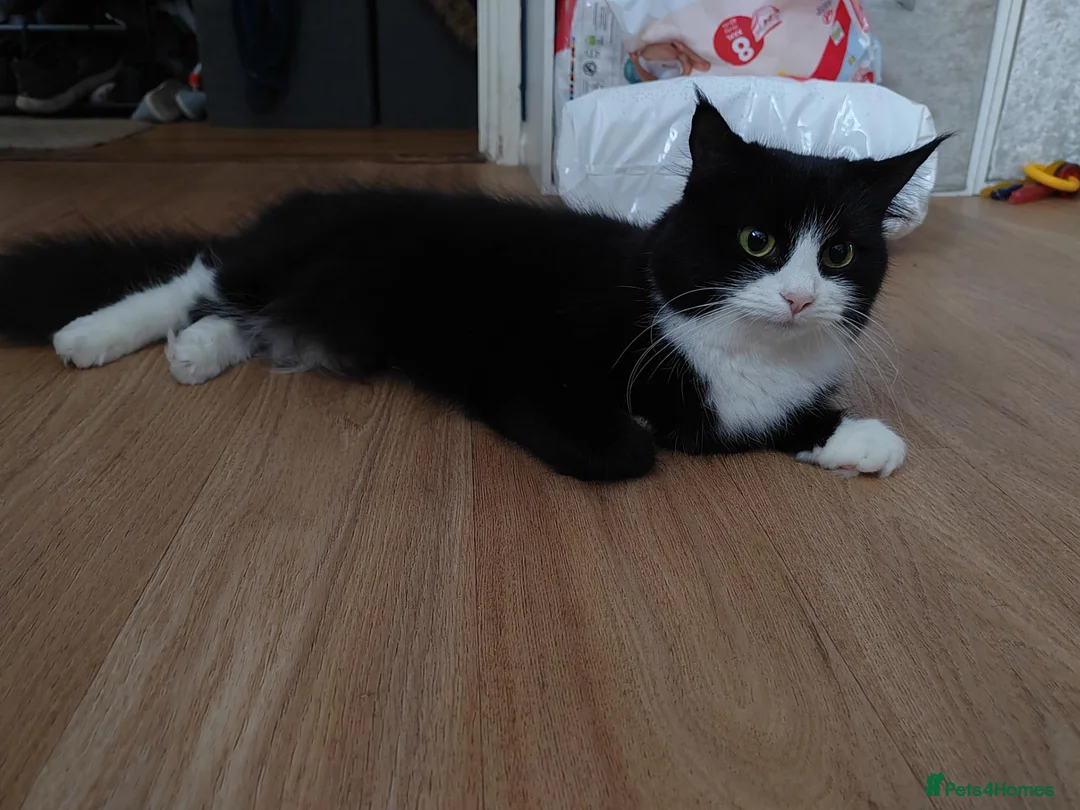 Mixed Breed cats for sale: Female cat  - Advert 2