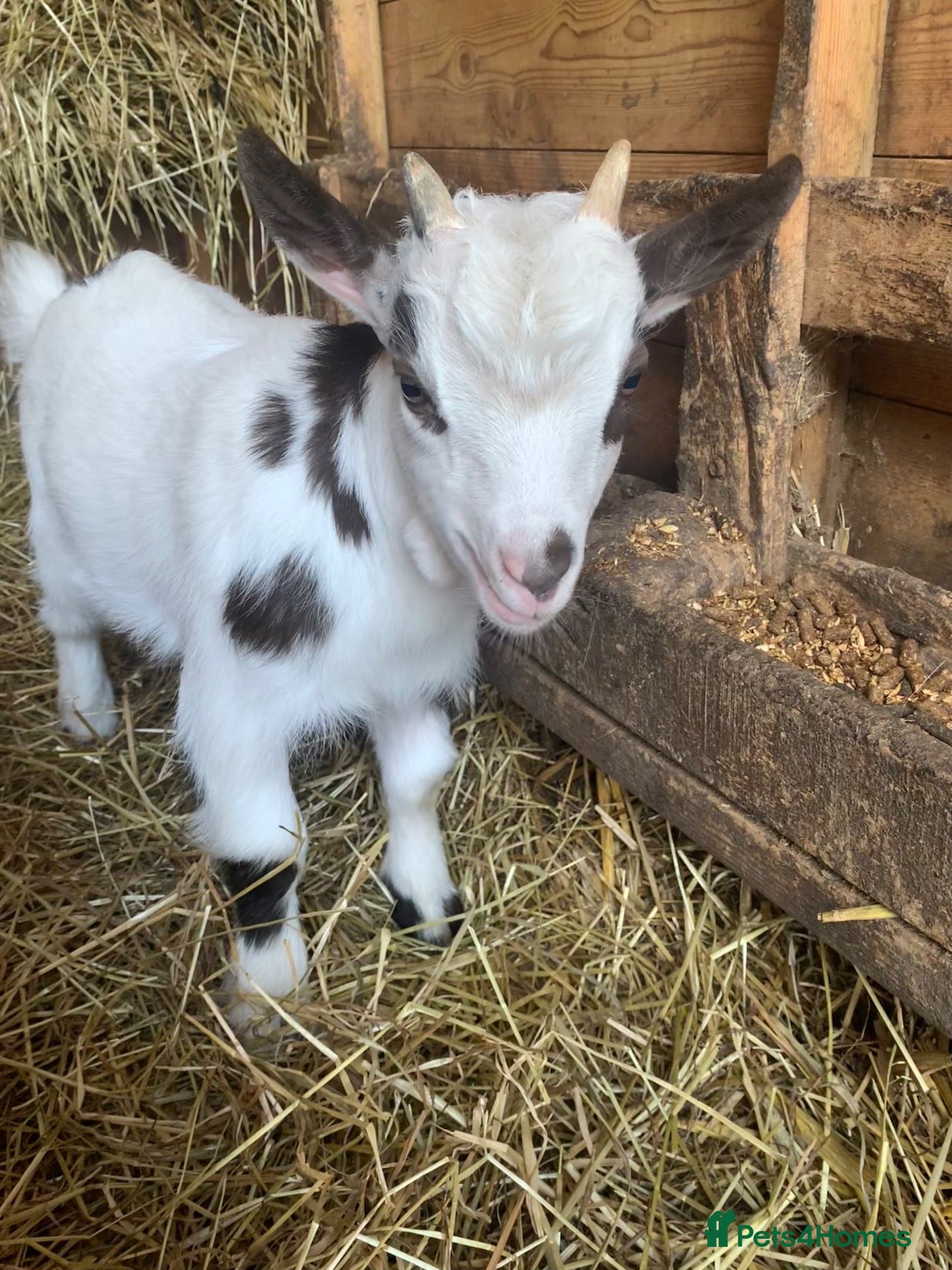 Goats livestock Pygmy goat - Advert 17
