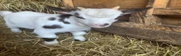 Goats livestock for sale: Pygmy goat - Advert 2