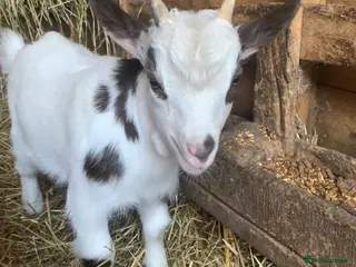 Goats livestock Pygmy goat - Advert 1