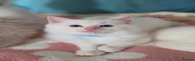 Ragdoll 2 🩵