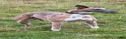 Mixed Breed dogs for sale: Genuine First Cross Bedlington Whippet - Advert 2