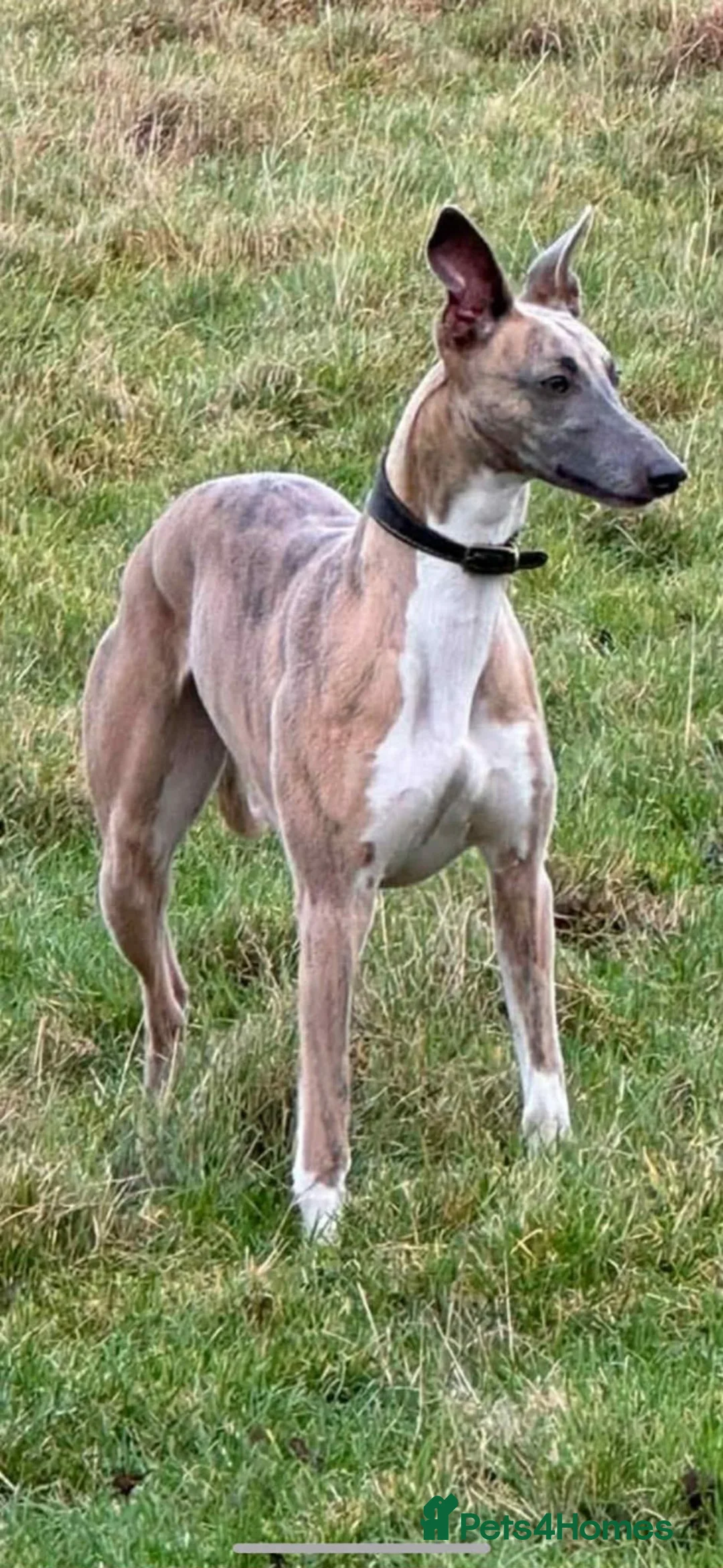 Mixed Breed dogs for sale: Genuine First Cross Bedlington Whippet - Advert 2