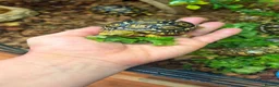 Tortoise reptiles for sale: Leopard Tortoise Babies,Rare HighWhites/ Standard  - Advert 12