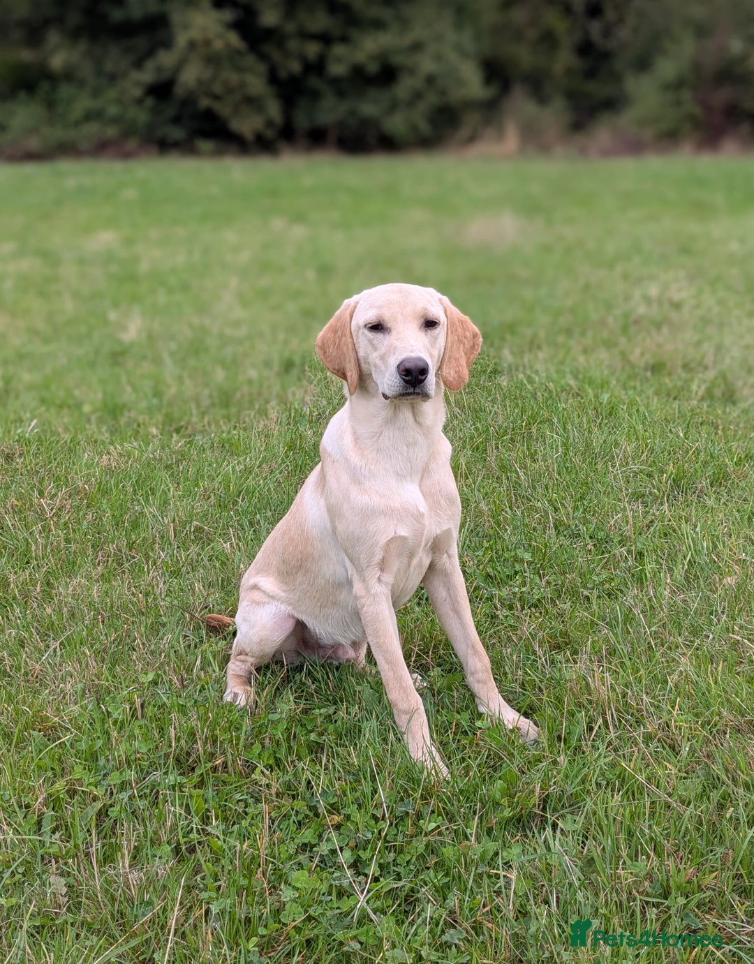 Labrador Retriever dogs for sale: Part-trained calm, kind natured Dog,TESTED PARENTS - Image 2
