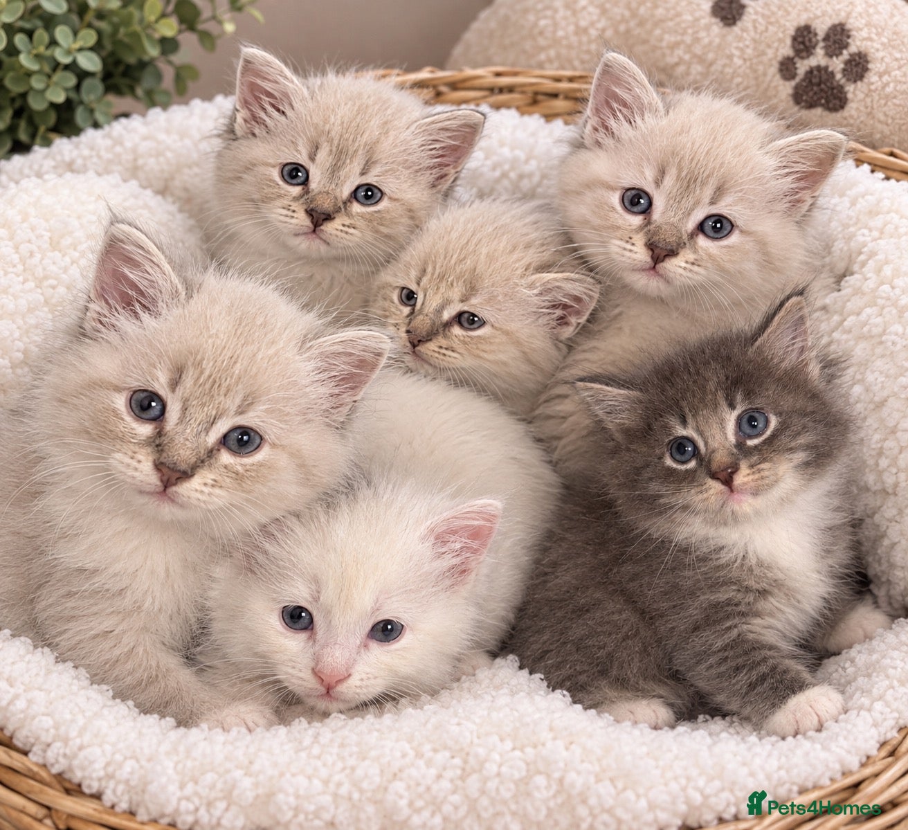 Siberian cats 🐾 Beautiful Siberian Kittens💙 - Advert 9