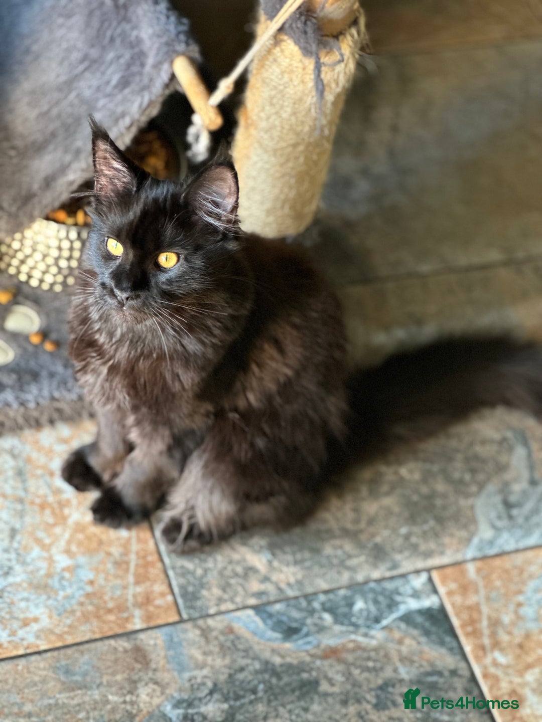 Maine Coon cats for sale:  Tica active registered Beauitful big kittens  in Wednesbury - Image 15