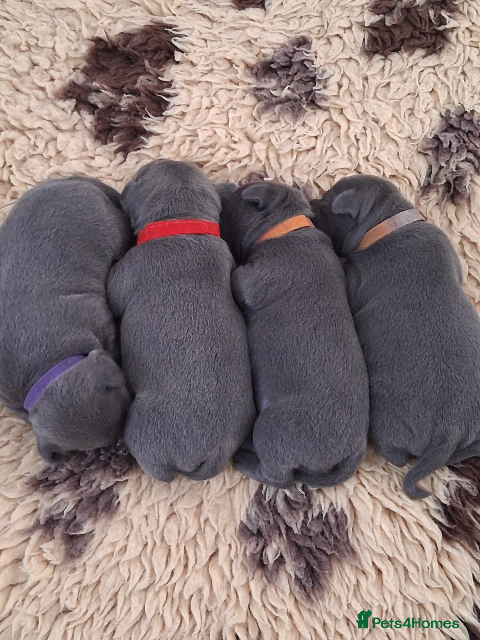 Staffordshire Bull Terrier dogs Bullscaff blues - Advert 1