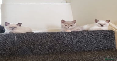 British Shorthair cats - Advert 10