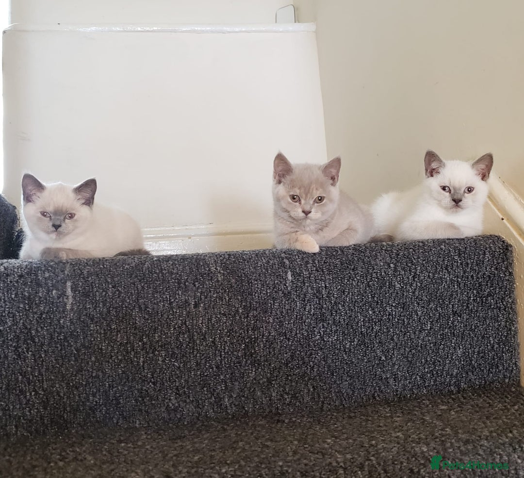 British Shorthair cats for sale: 💜GCCF Kittens Ready for Their Forever Homes!💜 - Image 2