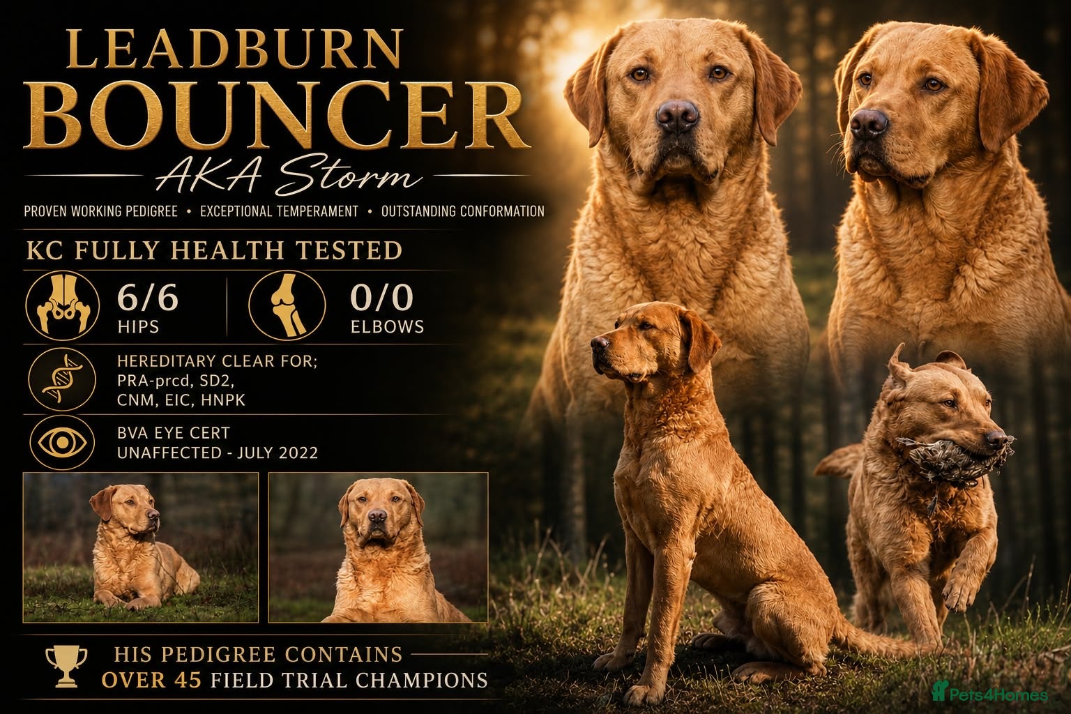 Labrador Retriever dogs PEDIGREE to die for! Health Tested KC Proven Stud - Advert 3